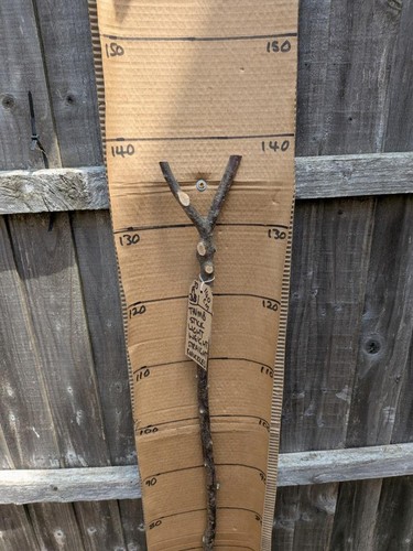 Blackthorn walking stick - blackthorn, shank