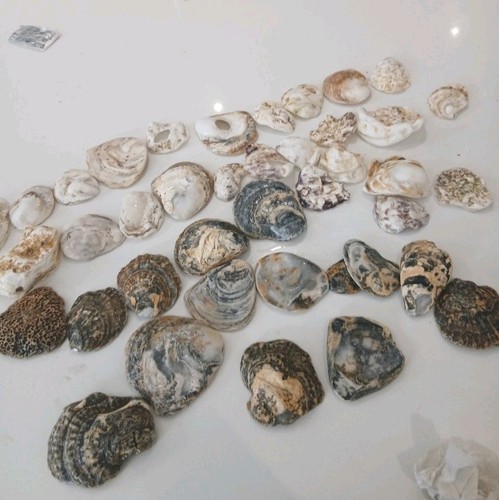 Mixed oyster shells - 40,