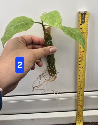 Brugmansia single rooted - brugmansia,