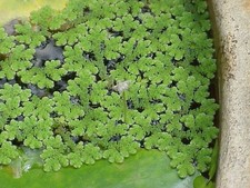 AZOLA  CAROLINIANA  . FLOATING