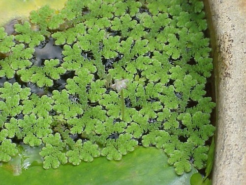 Azola caroliniana floating - azola, .