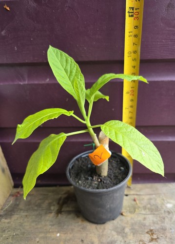 Brugmansia rooted plant - ,