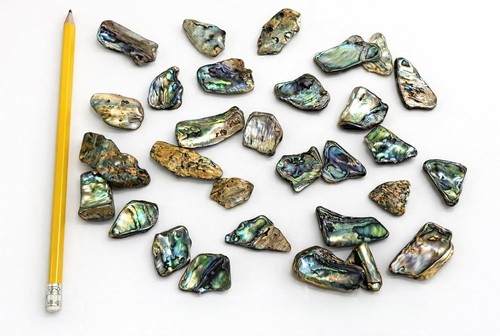 New zealand paua abalone - new, shell