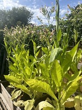 Tobacco amber leaf highly - amber,
