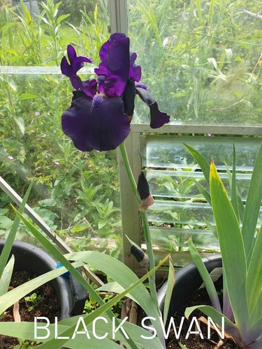 Iris germanica black swan - ,