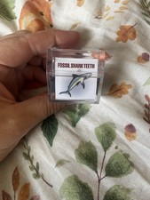 Fossil Shark Tooth, New In The