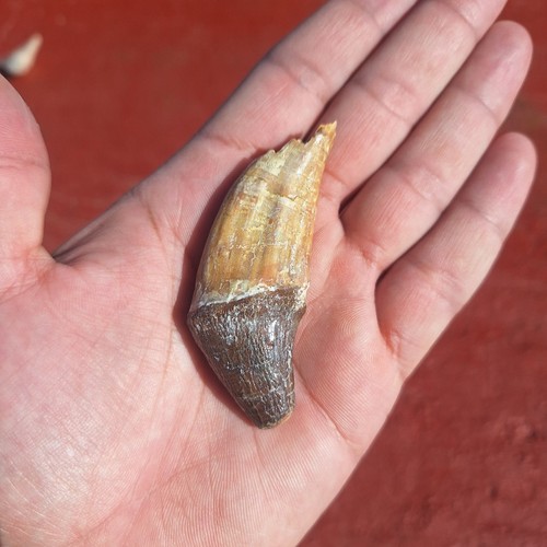 Authentic basilosaurus tooth - basilosaurus,