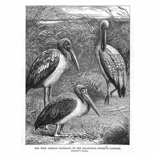 West african tantalus - west,