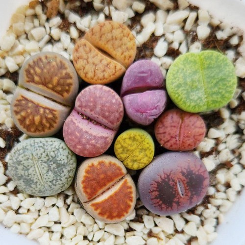 10pcs lithops salicola - 10pcs,