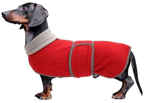 Dachshund coats sausage - , dog