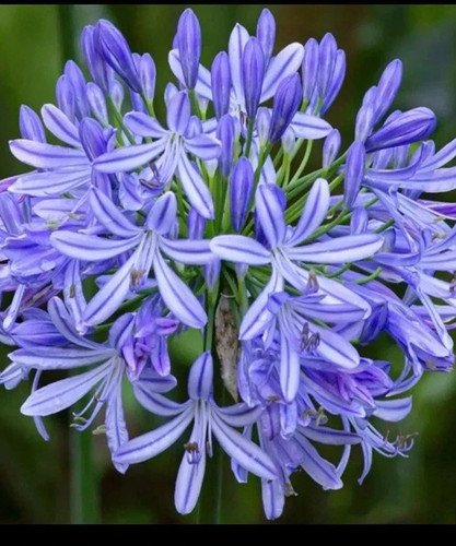 Agapanthus african lily - lily",