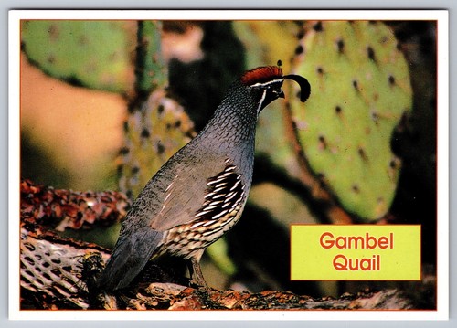 Postcard gambel quail desert - gambel,