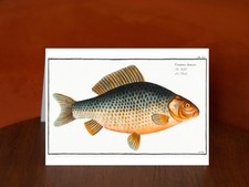 Gibel (Cyprinus Gibelio) by