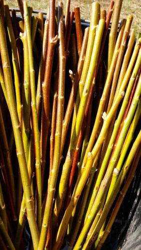Willow cuttings salix - cuttings.,