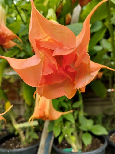 Brugmansia pimprenelle - sb,
