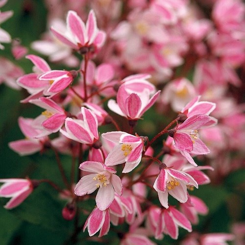 Deutzia yuki cherry blossom - cherry,