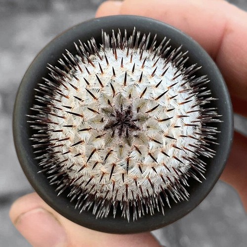 3cm succulent cactus plant - 3cm,