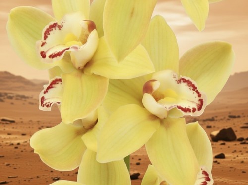 Cymbidium california sun - california, 'sun
