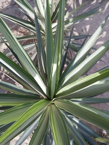 Cordyline australis cabbage - cordyline,