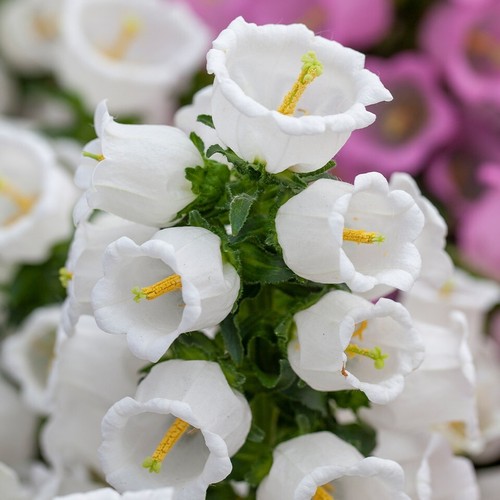 Litre pots plants - 1,