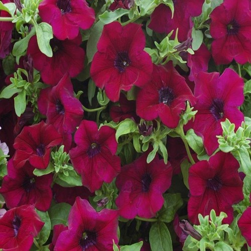 Petunia trailing surfiniaâ - petunia, surfiniaÂ®