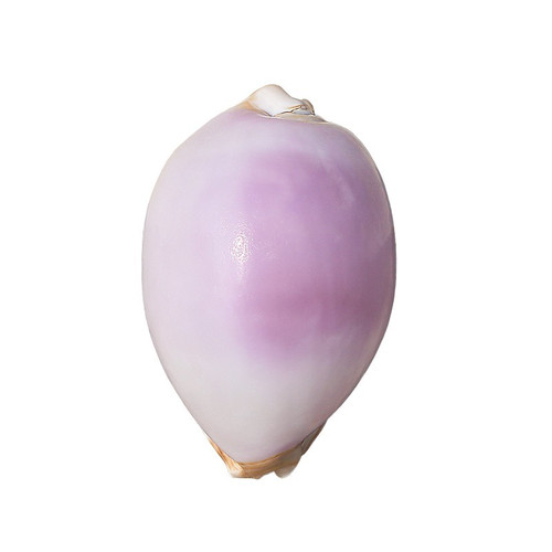 1pc natural sea - 1pc, snail