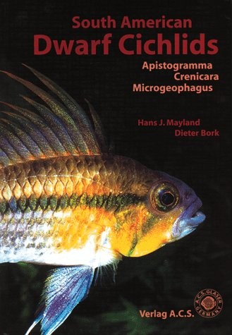 South american dwarf cichlids - american,