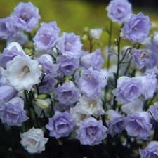 Campanula Plug Plants