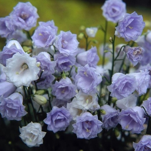 Campanula plug plants - plug,
