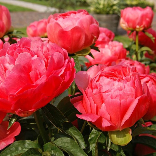 Peony coral sunset bare - peony, root