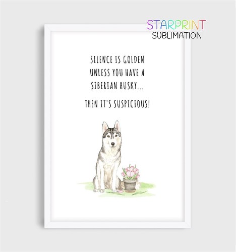 Siberian husky picture - siberian,