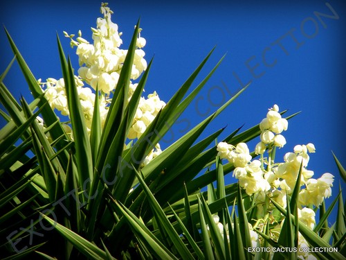 Cabbage tree cordyline - tree,
