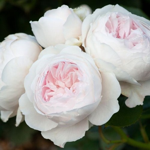 Cuttings earth angel rose - 5,