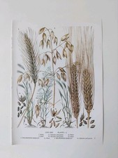 Botanical Print Cereal Grains