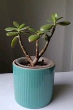 Crassula Ovata Money Plant