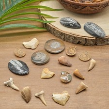 Various Fossils Genuine