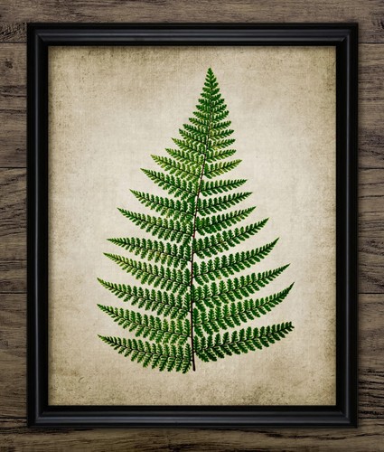 Fern print vintage botanical - vintage,
