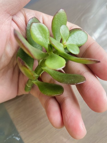 Crassula ovata sunset - crassula, ‘sunset’