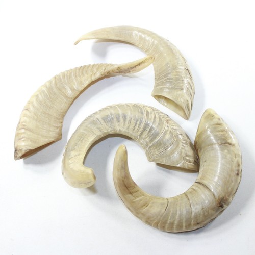 Sheep horns 7138 - , #7138