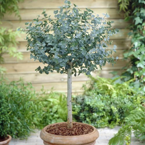 Eucalyptus gunnii standard - eucalyptus,