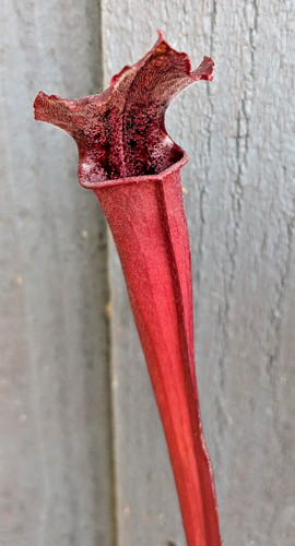 Sarracenia leucophylla ace - sarracenia,