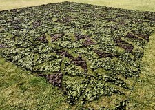 New & Grade 1 Genuine Army