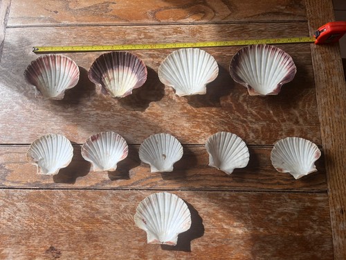 Scallop shells - scallop,