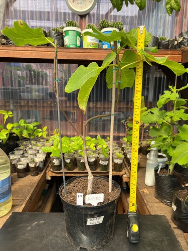 Fig tree from cyprus truly - tree,