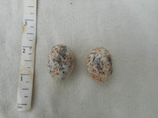 Replica   Birds Eggs       EUROPEAN  NIGHTJAR    CLUTCH    2