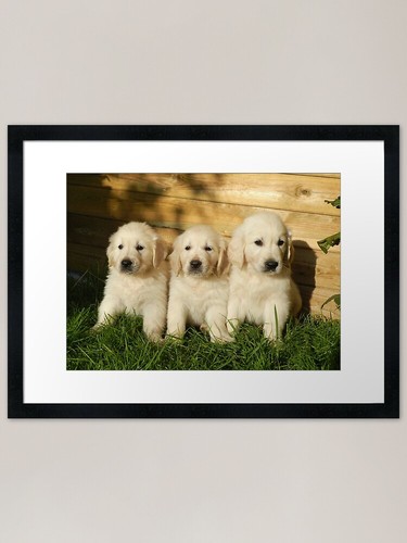 Golden retriever puppies - retriever,