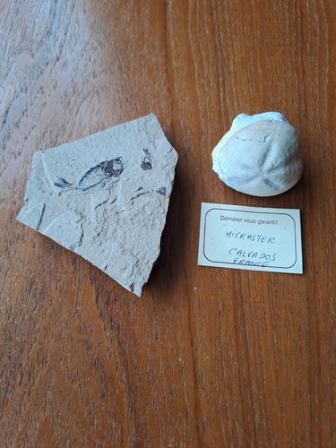 Fossil fish and - and, sea