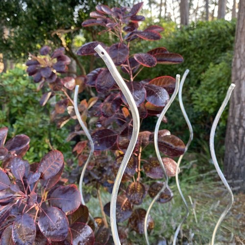 Tomato spiral climbing - tomato, plant