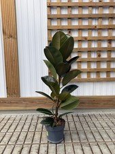 Rubber Plant Ficus Robusta 65