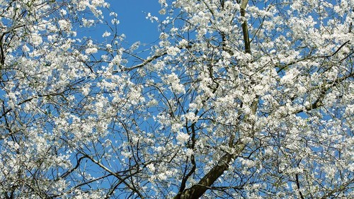 Cherry plum tree - tree, prunus